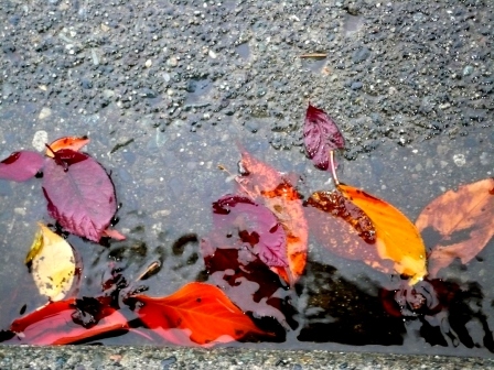 leaves-in-gutter-webpage