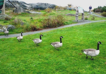 walk-as-they-fly-webpage1