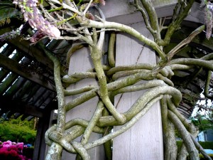 Intertwining Westeria Stems 2