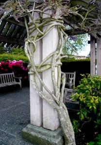 Intertwining Westeria Stems 4