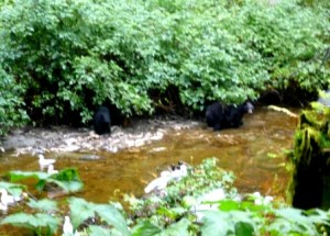 Bears having lunch