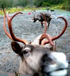 Reindeer