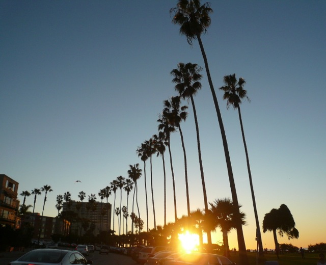 palms at sunset