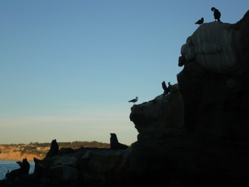 The birds and the seals