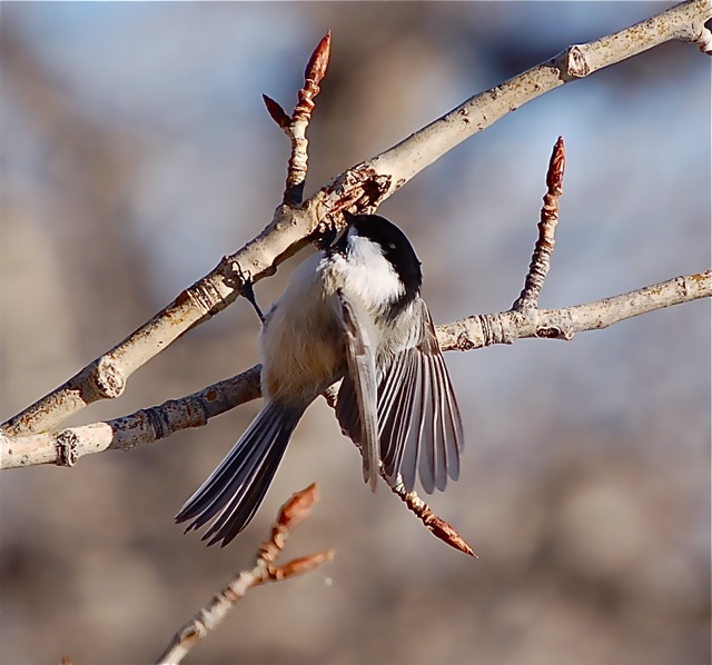 Black-capped Chickadee