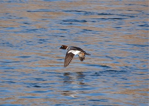 Common Goldeneye, female