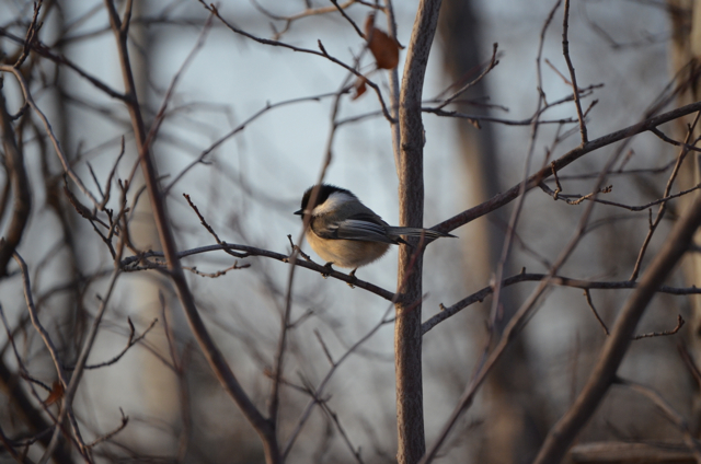 Black-capped Chickadee