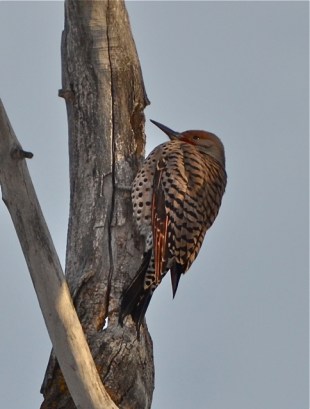 Northern Flicker pecking
