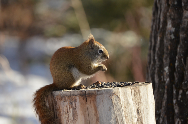Squirrel at breakfast
