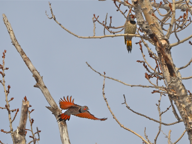 Red & Yellow-Shafted Flickers