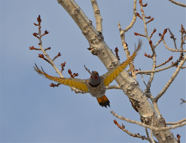 Yellow-shafted Northern Flicker or Hybrid?