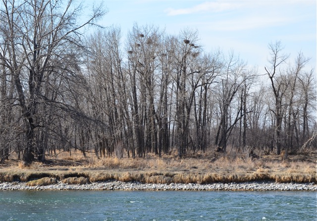 Great Blue Heron nests from afar
