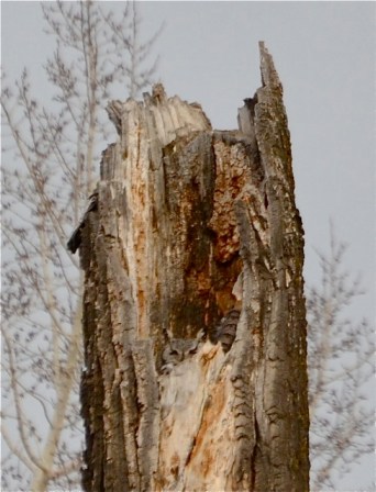Owl nesting