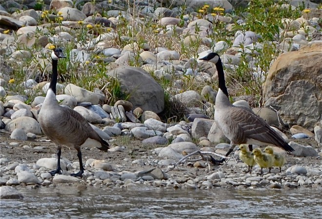 Canada Geese with Goslings