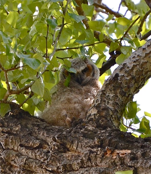 Owlet 2