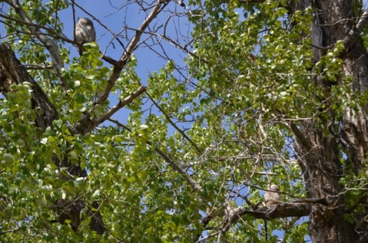 Parent Owl and Owlet