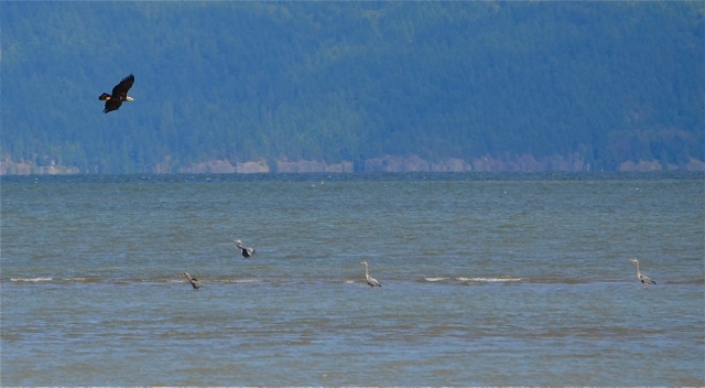 Bald Eagle approaching Great Blue Herons