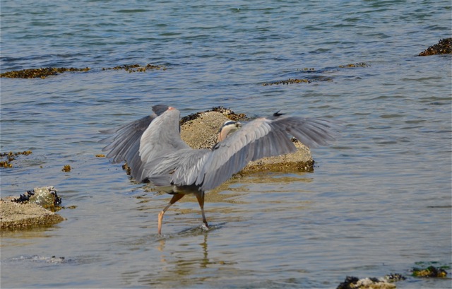 GBH landing