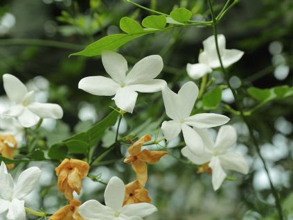 Jasmine