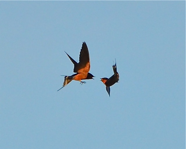 Swallows mid-air dispute