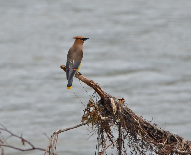Cedar Waxwing
