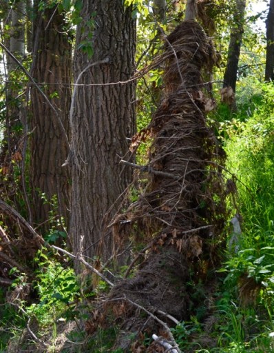 Debris wrapped around tree trunk