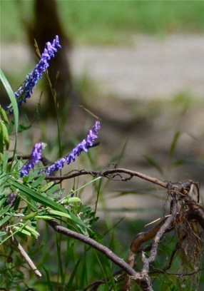 Flowers shooting out of the ruins