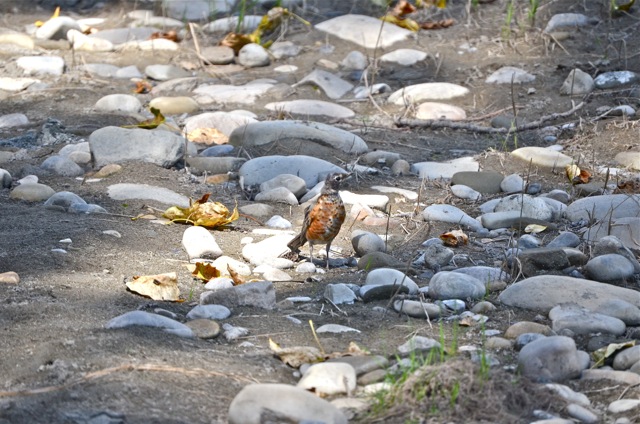 Robin out in the sun