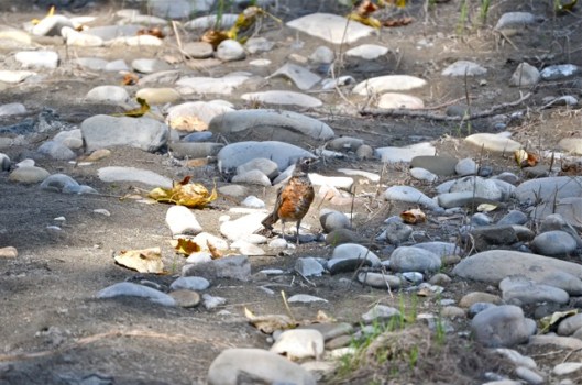 Robin out in the sun
