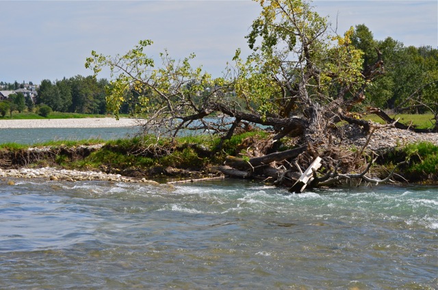 Where have all the Mergansers gone?