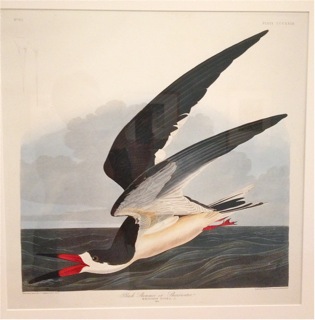 Audubon