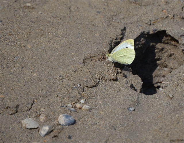 Butterfly on the sandy shore