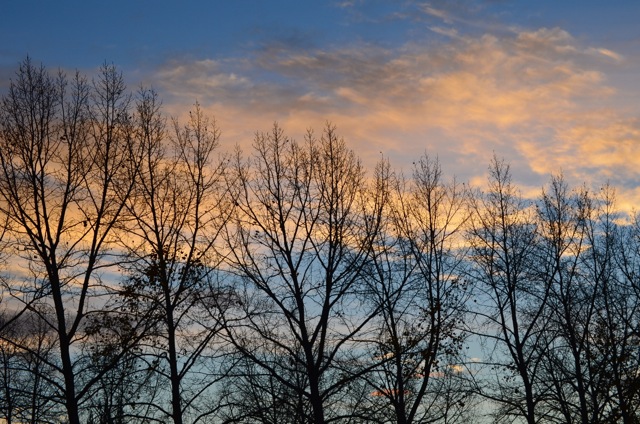 Trees reaching for the evening sky