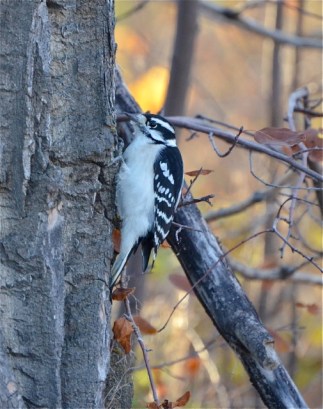 Woodpecker