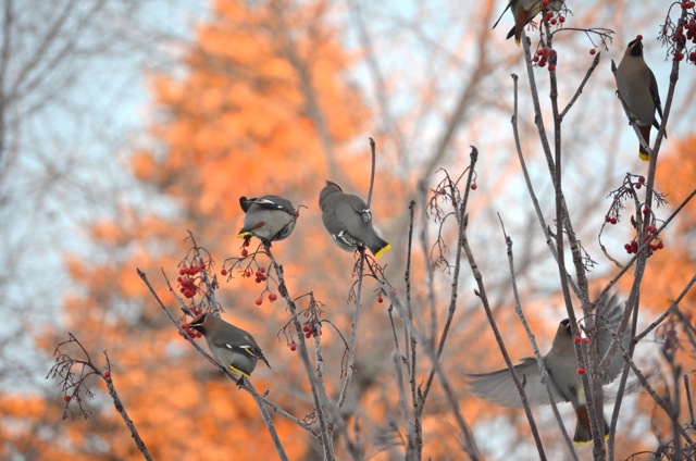 Bohemian Waxwings