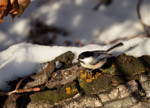 Chickadee