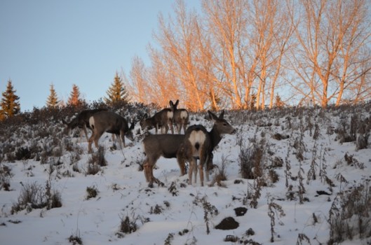 Deer at evening meal