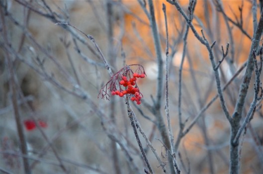 Frozen berries