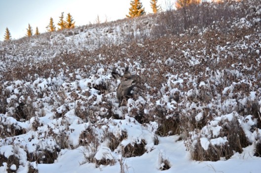 Snow or no snow, a gal's gonna eat