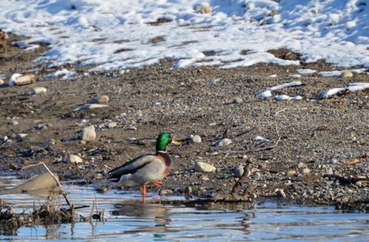 Who's afraid of a lil' snow