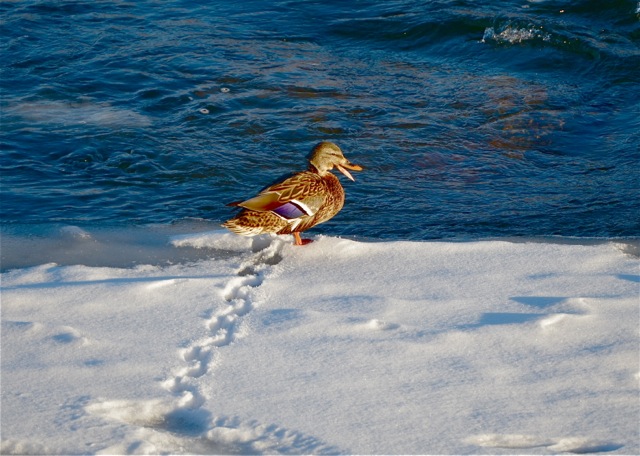 Mallard's Footprints