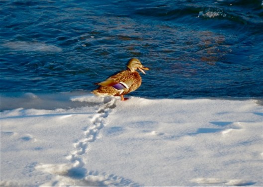 Mallard's Footprints