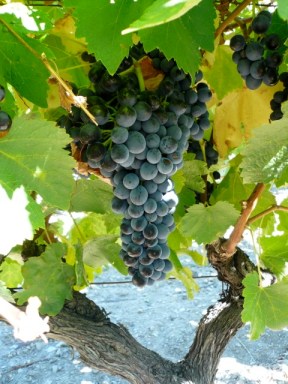 Grapes on vine