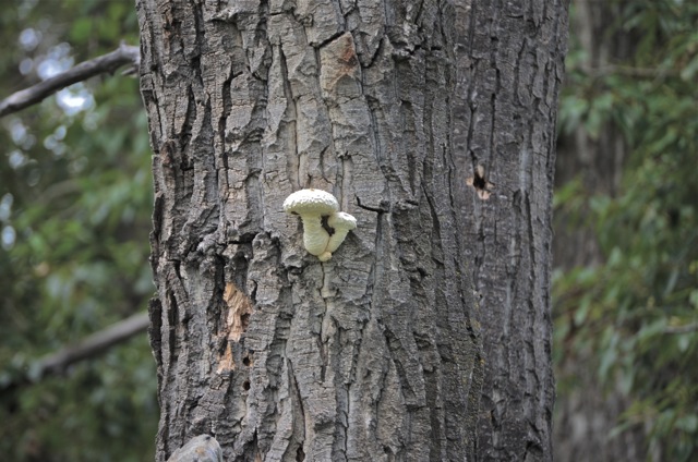 Mushrooms growing out of a tree