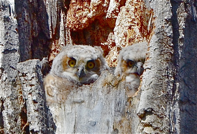 2 Owlets