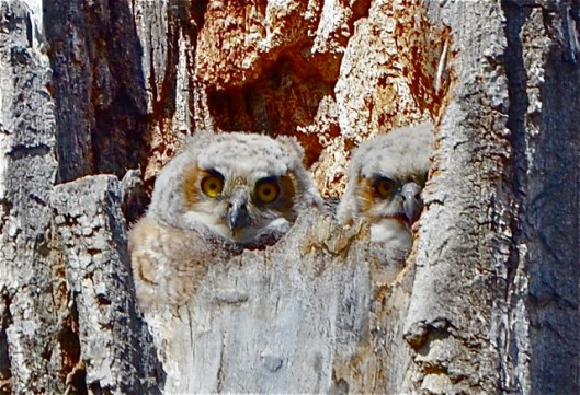2 Owlets