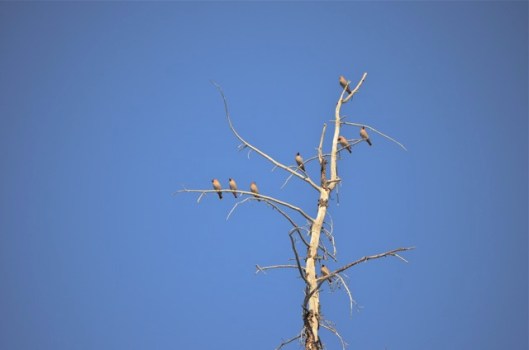 Cedar Waxwings