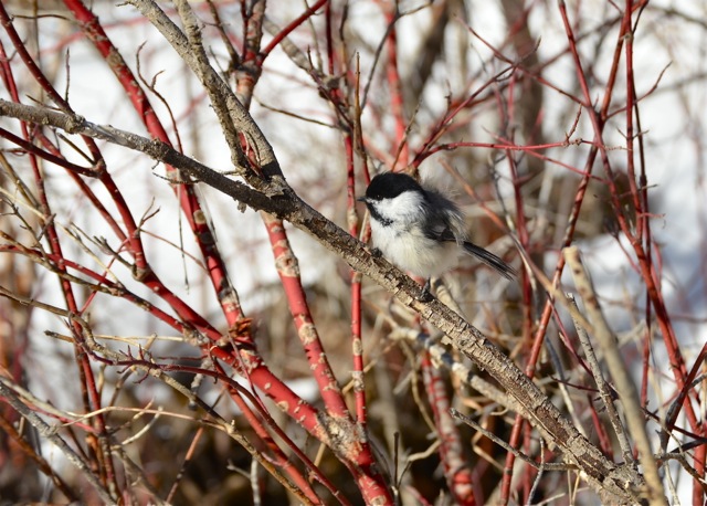 Chickadee