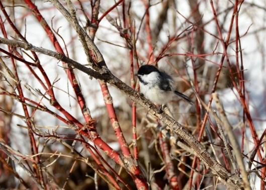 Chickadee