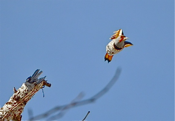 Northern Flicker
